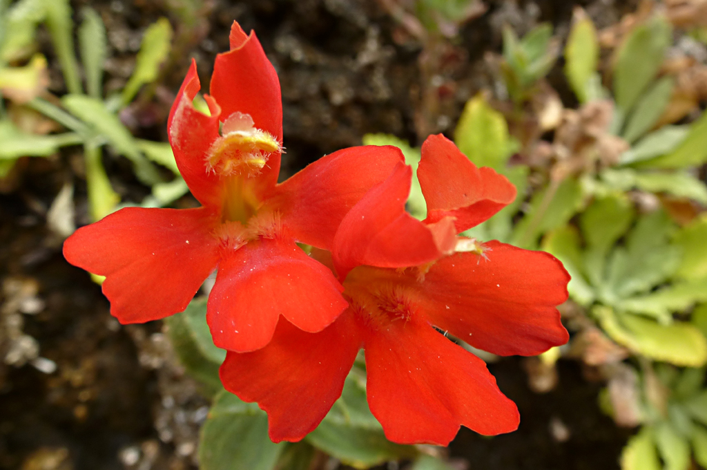 Mimulus eastwoodiae - Eastwood's monkey-flower, Corona
